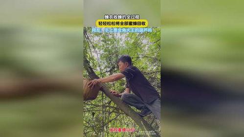 收蜂视频,揭秘蜂群迁徙与采集的奥秘