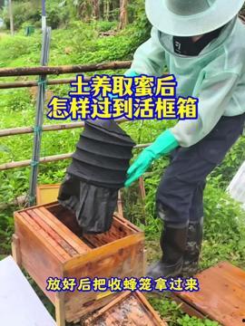 收蜂视频,揭秘蜂群迁徙与采集的奥秘