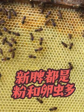 收蜂视频,揭秘蜂群迁徙与采集的奥秘
