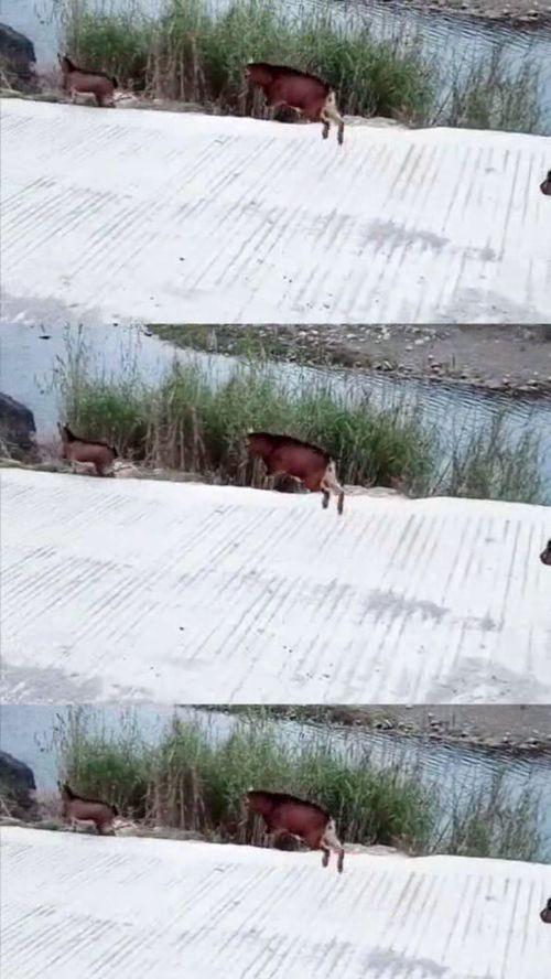 羊叫视频,探寻乡村牧歌中的和谐旋律
