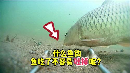 掉鱼视频,揭秘海洋生态的奇妙瞬间