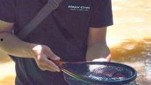 钓白条视频,视频教学助你轻松上钩