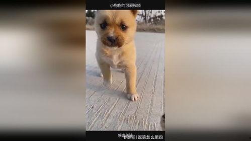 狗狗可爱的视频,狗狗可爱视频集锦