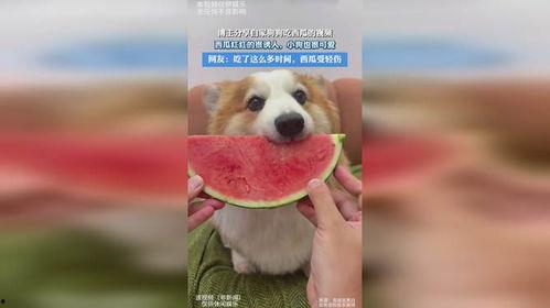 狗狗可爱的视频,狗狗可爱视频集锦