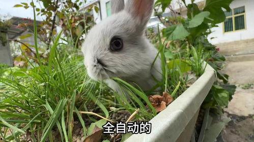 兔子吃草视频,自然生态的温馨瞬间