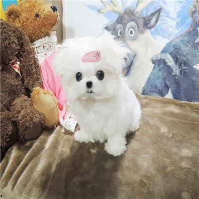 宠物狗的视频,狗狗视频集锦，欢乐满溢
