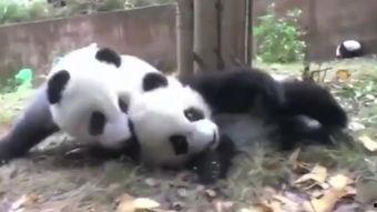 熊猫打架视频,一场激烈对决的精彩瞬间