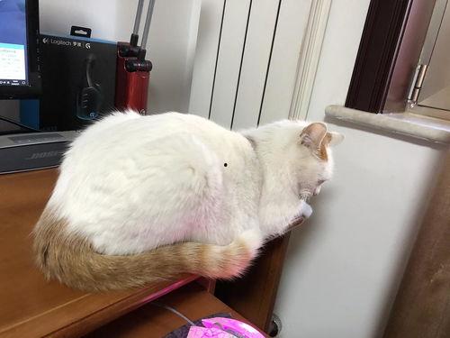成人猫咪视频,揭秘成猫视频中的趣味瞬间