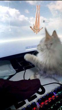 成人猫咪视频,揭秘成猫视频中的趣味瞬间