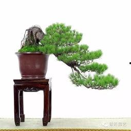 盆景造型视频,视频教程中的造型奥秘解析