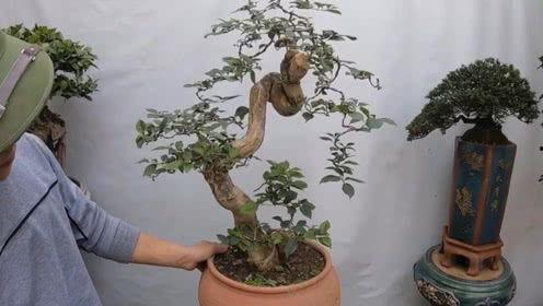 盆景造型视频,视频教程中的造型奥秘解析