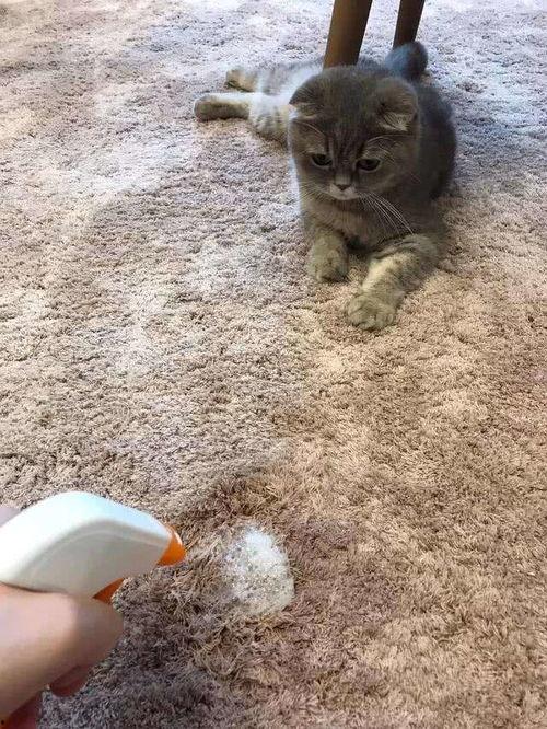 训猫视频,从新手到专家的实用视频教程