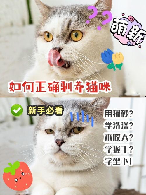 训猫视频,从新手到专家的实用视频教程