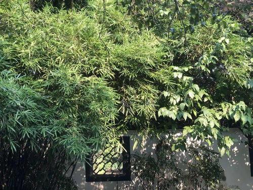 一木视频,探索自然之美，感受生命力量