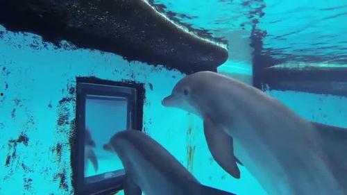 小海豚视频,探秘海洋生物的奇妙世界