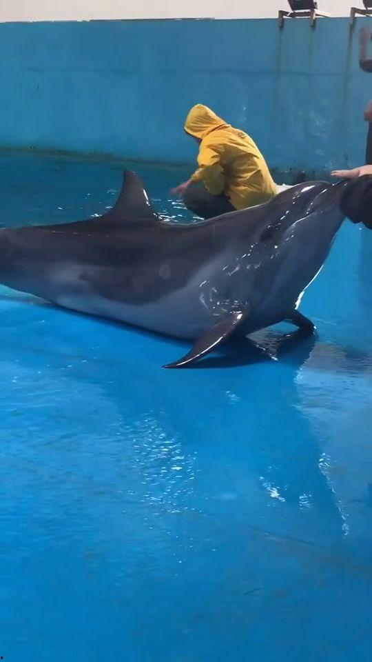 小海豚视频,探秘海洋生物的奇妙世界