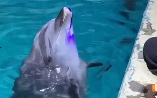 小海豚视频,探秘海洋生物的奇妙世界