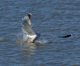 抓鱼小视频,畅游水世界，体验捕鱼乐趣