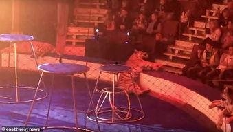 老虎表演视频,动物福利与娱乐背后的真相