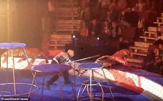 老虎表演视频,动物福利与娱乐背后的真相