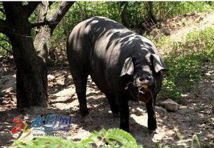 黑瓜吃猪,黑瓜与猪的奇幻冒险之旅