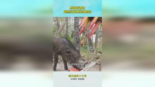 黑瓜吃猪,黑瓜与猪的奇幻冒险之旅