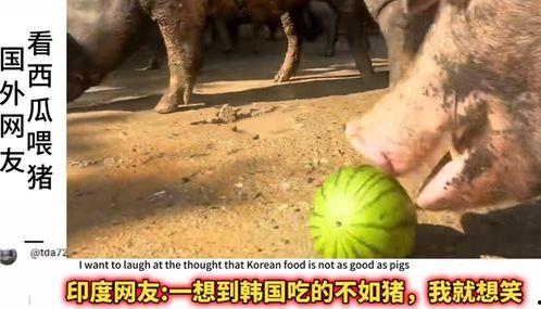 黑瓜吃猪,黑瓜与猪的奇幻冒险之旅