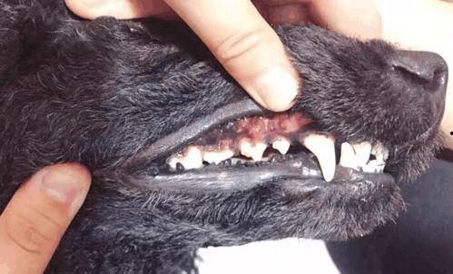 清牙垢视频,焕然一新的口腔护理之旅