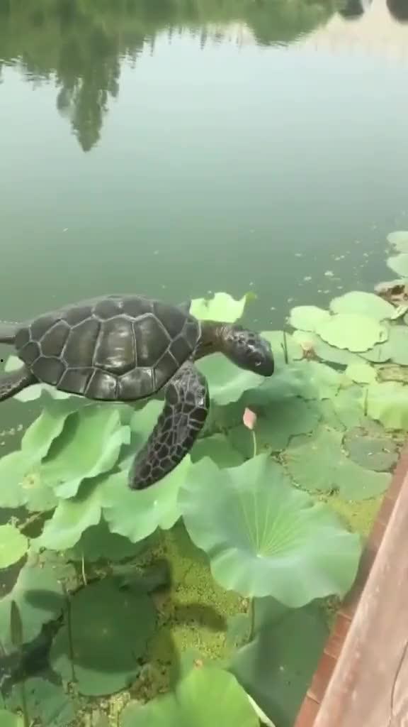 自由自在视频,探索无拘无束的视觉盛宴