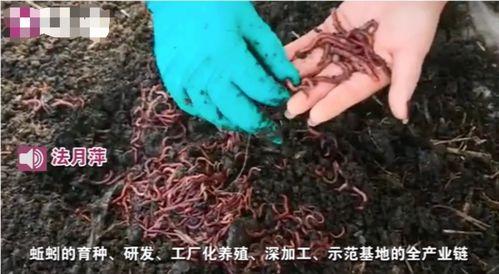 蚯蚓养殖视频,视频教程带你轻松入门