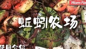 蚯蚓养殖视频,视频教程带你轻松入门