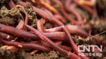 蚯蚓养殖视频,视频教程带你轻松入门