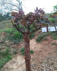 月季嫁接视频,视频教学助您轻松掌握