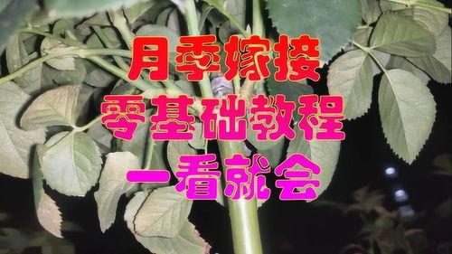 月季嫁接视频,视频教学助您轻松掌握