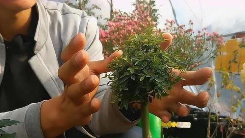 月季嫁接视频,视频教学助您轻松掌握