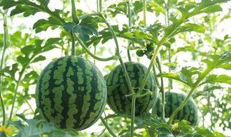 洛阳吃瓜网最新事件爆料,惊曝某明星洛阳行惊人内幕！