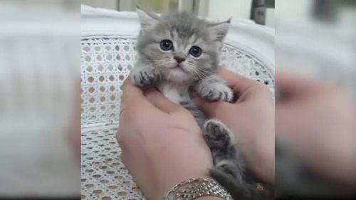 萌猫视频,治愈系萌宠瞬间，萌态可掬萌翻网友