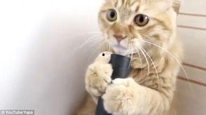 萌猫视频,治愈系萌宠瞬间，萌态可掬萌翻网友