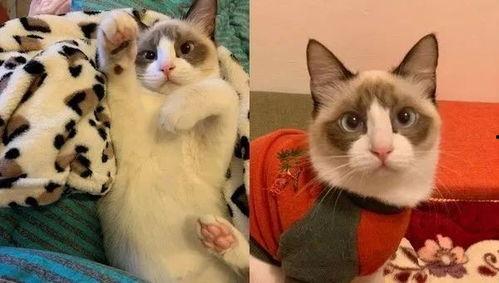 萌猫视频,治愈系萌宠瞬间，萌态可掬萌翻网友