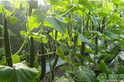 今日连云港鲜瓜价格,夏日炎炎瓜果飘香”