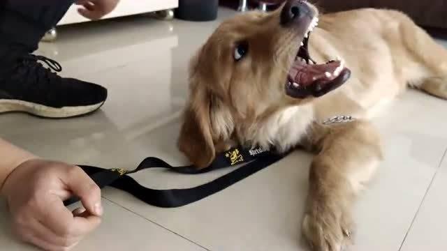 狗咬主人视频,悲剧背后的反思与警示