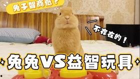 小兔子玩具视频