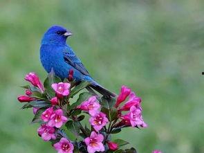 夜莺视频,探寻神秘鸟儿的生活轨迹