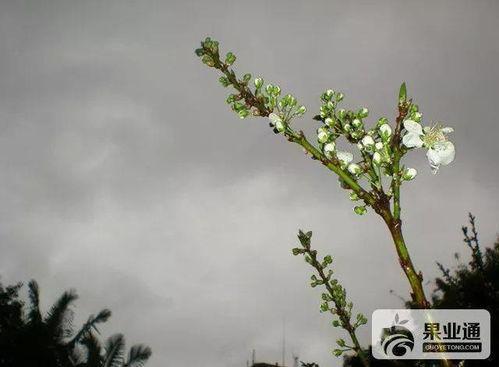 嫁接果树视频,视频解析嫁接全过程