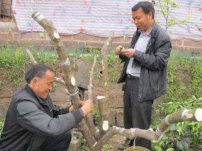 嫁接果树视频,视频解析嫁接全过程