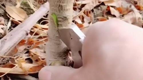 嫁接果树视频,视频解析嫁接全过程
