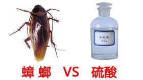 灭蟑螂视频,跟随视频学习高效灭蟑技巧