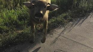 牛叫声视频,探寻乡村牧歌中的自然和谐