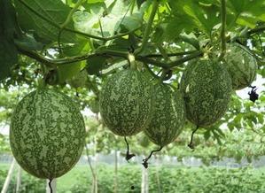 吊瓜视频,揭秘神奇吊瓜的种植与美味