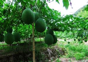 吊瓜视频,揭秘神奇吊瓜的种植与美味